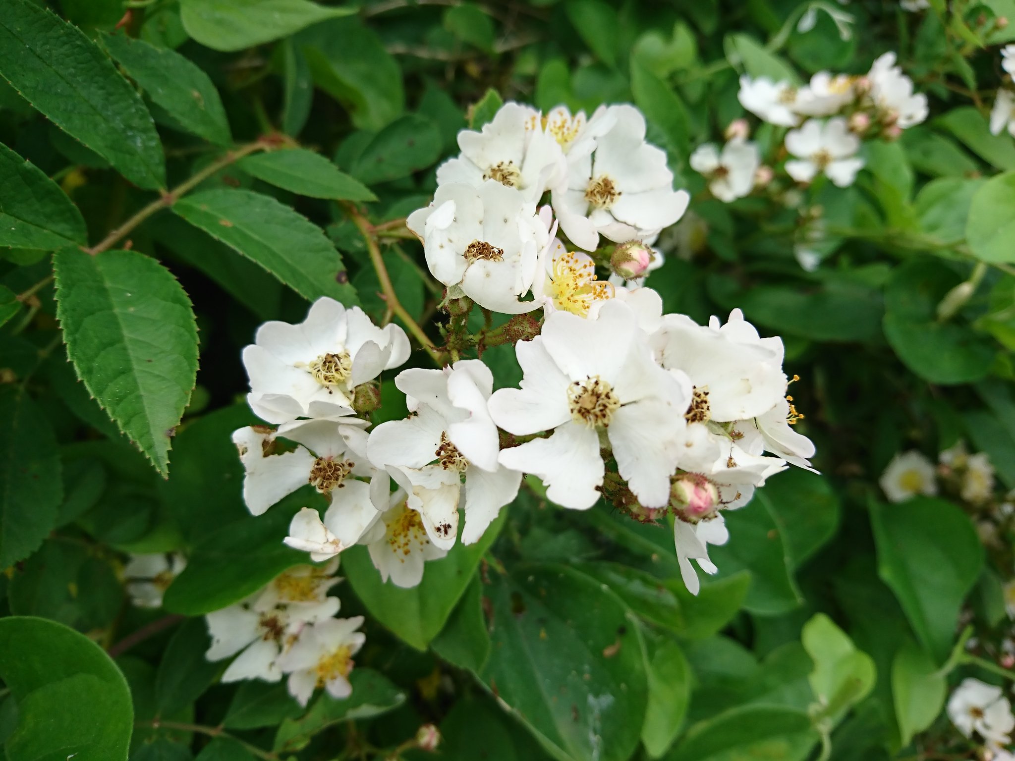 みぃ ノイバラ 野茨 ノバラ 野薔薇 花 花写真 花写っと お写ん歩 T Co Pelcv5aadh Twitter
