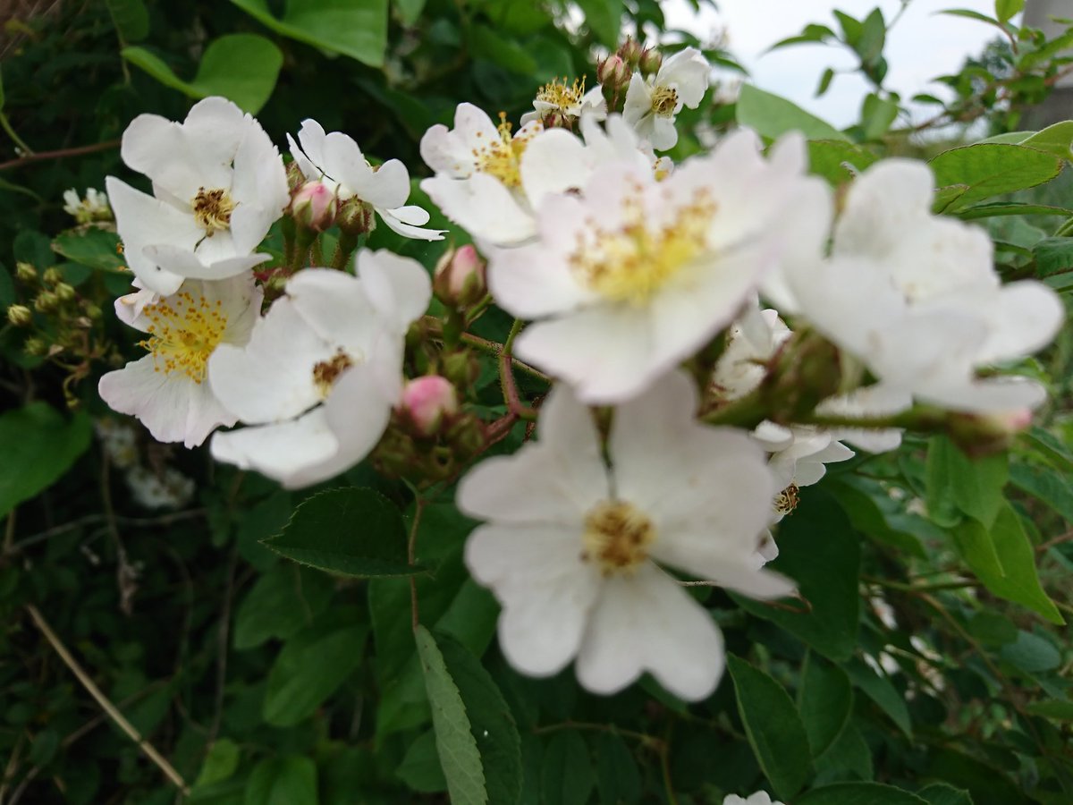 みぃ 不具合中 ノイバラ 野茨 ノバラ 野薔薇 花 花写真 花写っと お写ん歩