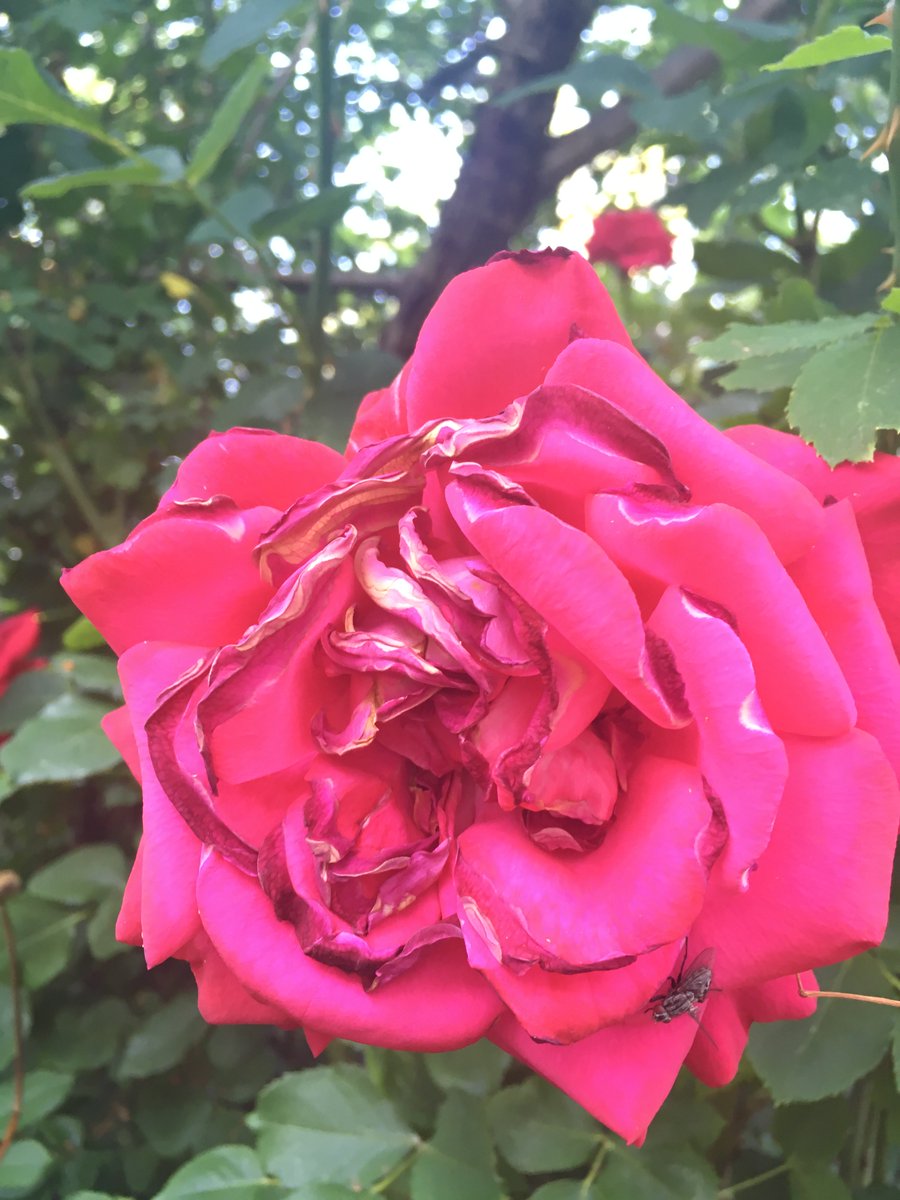 ErdeSein's tweet photo. #Erdfest des Tages: Rose. Die Herausforderung ganz zu blühen und neu zu beginnen. https://t.co/L1zaMR8YZh