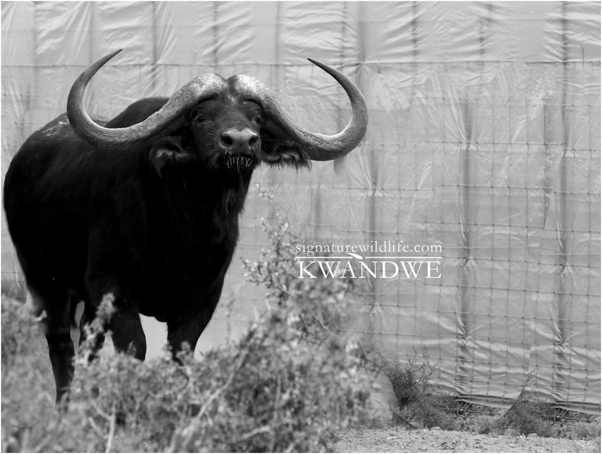 SignatureWild's tweet image. "Mkhulu"