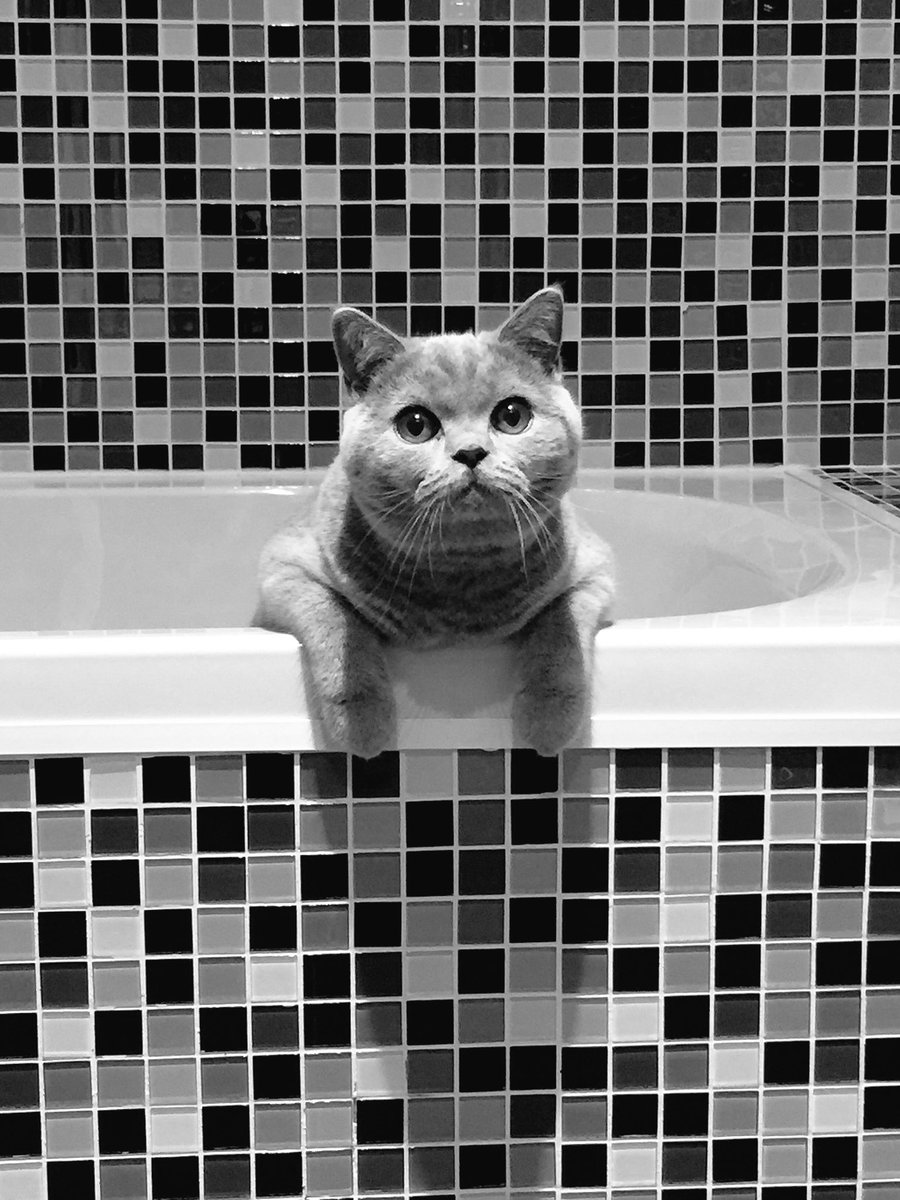 GandalfGreyCat's tweet photo. Day 3 of #7Days7photos in black &amp; white 📷 @frisky9 would you join us? https://t.co/FGQ0ckpKQk