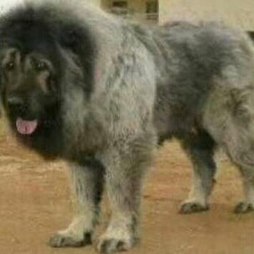 Blessing Ogar Jasse Kelly Twitter