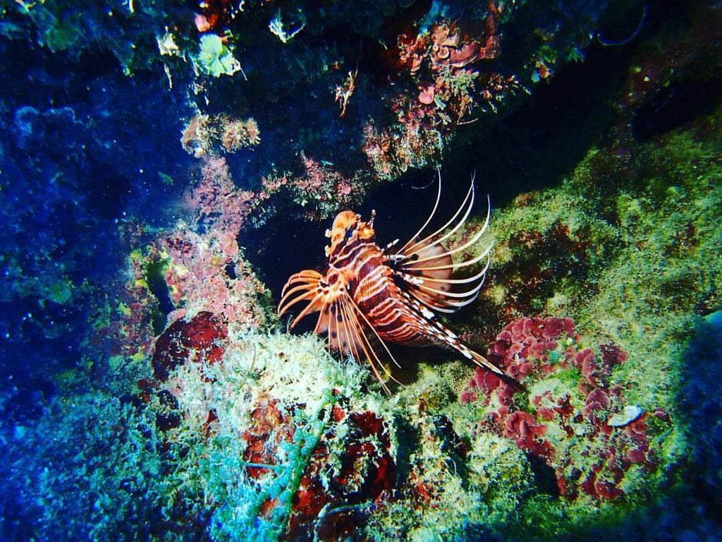 heyprim's tweet photo. The best views comes under the deepest surface. #2018SaipanDives https://t.co/dclB057QQo
