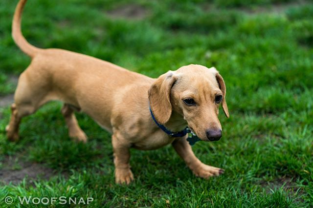 WoofGroup's tweet image. SO adorable 😇