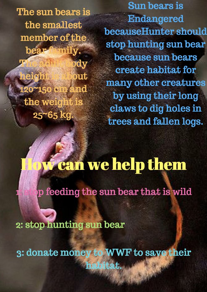 #KasEndangered I am doing the brochure about sun bears, this brochure has including the base information about sun bears and why they are Endangered also how can we help them. Go to the link below to see more picture of the brochure.@WendyWeng7 share.kas.tw/chechu23/2018/… …