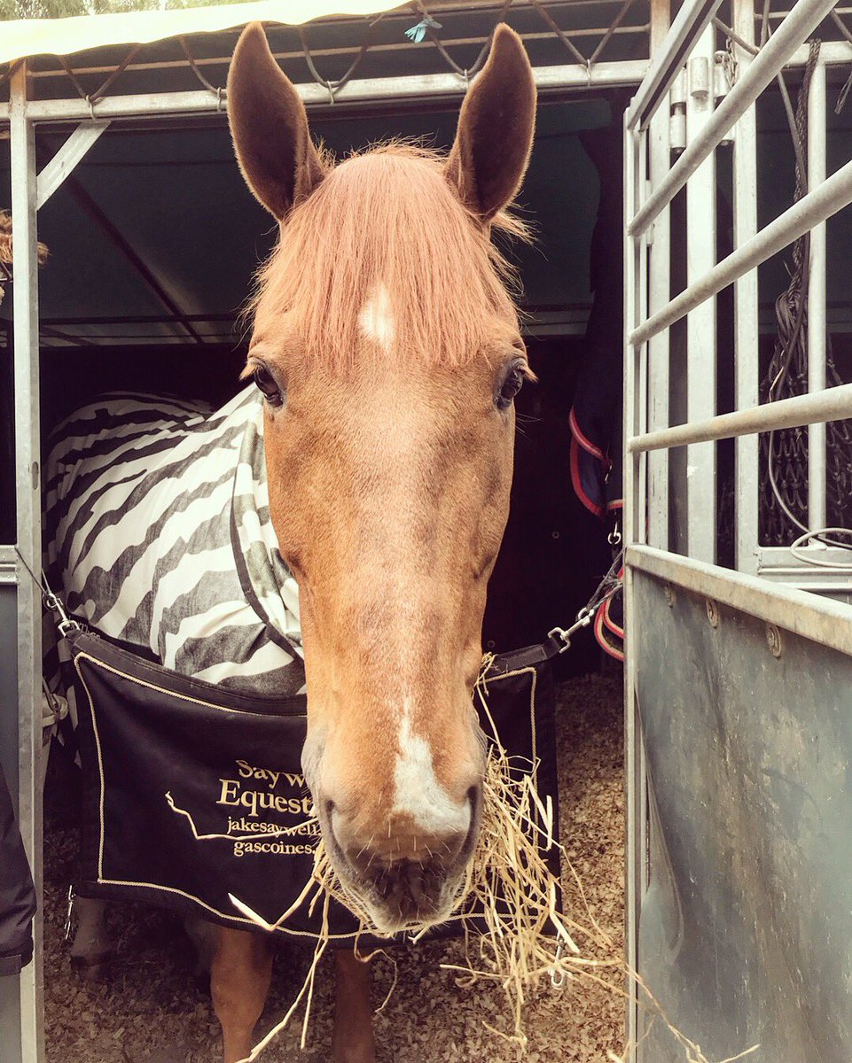 JakeJSaywell's tweet image. Vina and Chilli Settled in at Lisbon 🇵🇹 #teamGB