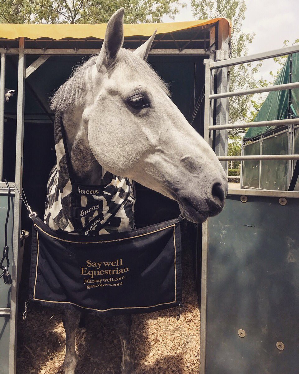 JakeJSaywell's tweet image. Vina and Chilli Settled in at Lisbon 🇵🇹 #teamGB