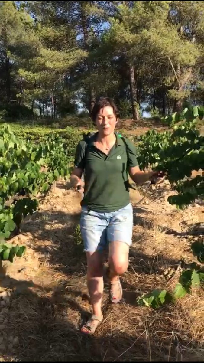 RaventosiBlanc's tweet photo. For years we've learned that #Wine like everything else, possesses his own #energy. Reason we work #biodynamically https://t.co/4Pztoo8udZ