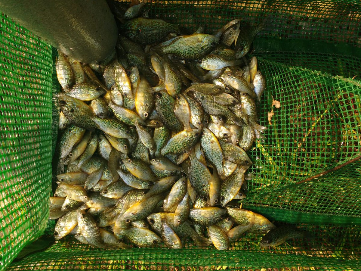 Net amfibiefuiken gecheckt voor onderzoek naar salamanders. De poel zat vol met #zonnebaars, een invasieve exoot, geen salamander te bekennen. Beste lieve mensen, dump je vijvervissen of andere plant- en diersoorten ajb niet zomaar in de vrije natuur! Ecosystemen gaan er zo aan!