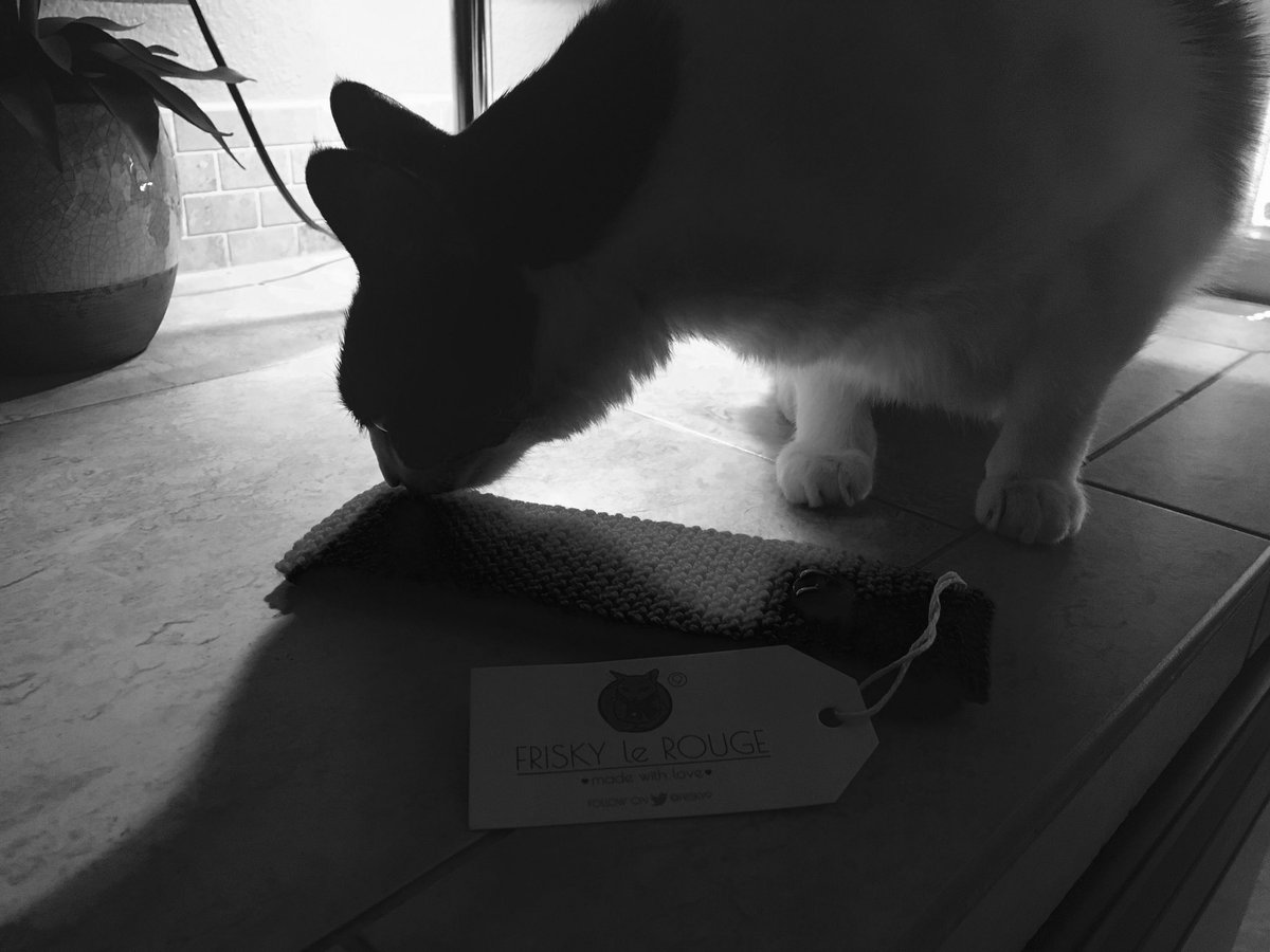 ThewendCat's tweet photo. Day 2 of #7Days7photos. No explanation, no people...but, a nod to our dear @frisky9 💋📷🐈 https://t.co/j5M0bIMnpq