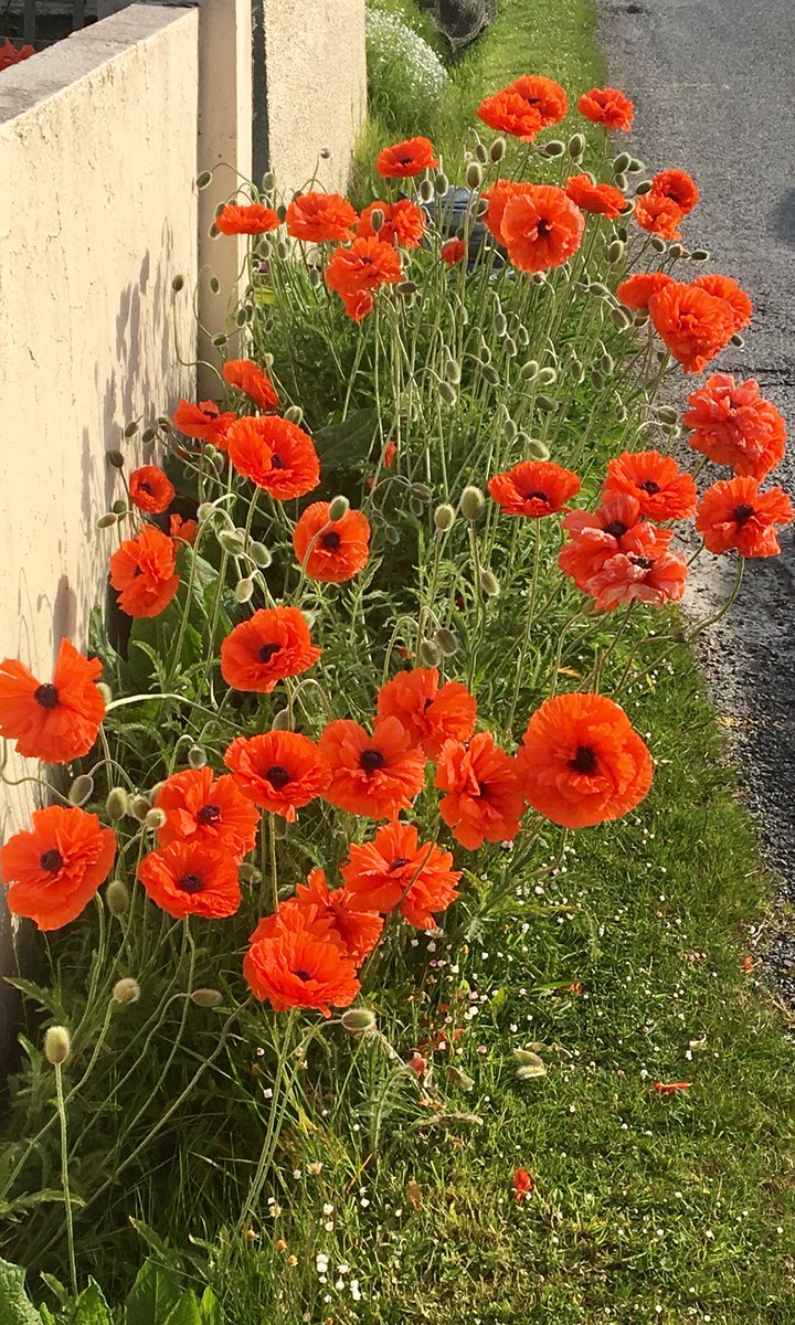 peterwoodmusic's tweet photo. Poppies starting to get the hang of the nice weather ๐ถ#Shetland #Hoswick #nature https://t.co/ObG5EMzG0n