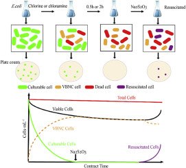 WaterRes_J's tweet photo. #Chlorination and #chloramination induce Escherichia coli into a #viablebutnonculturable (#VBNC) state https://t.co/qLASXMoEdS https://t.co/FusYMTzvkK