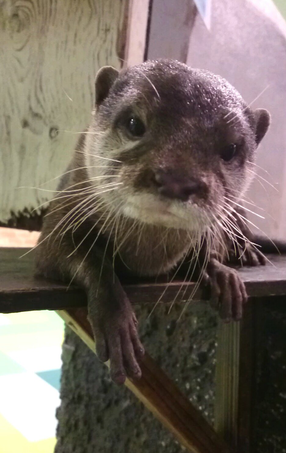 どうぶつハグハグたうん A Twitter 今日はなんと 世界カワウソの日 だそうです カワウソと言っても色々種類があり ハグハグたうん のアイドルカワウソ タスケくんは コツメカワウソ という種類で指の先に人と同じような小さい爪 赤 のとこ があるのが特徴です どうぶつハグハグたうん A Twitter 今日はなんと 世界カワウソの日 だそうです カワウソと言っても色々種類があり ハグハグたうん のアイドルカワウソ タスケくんは コツメカワウソ という種類で指の先に人と同じような小さい爪 赤 のとこ があるのが特徴です