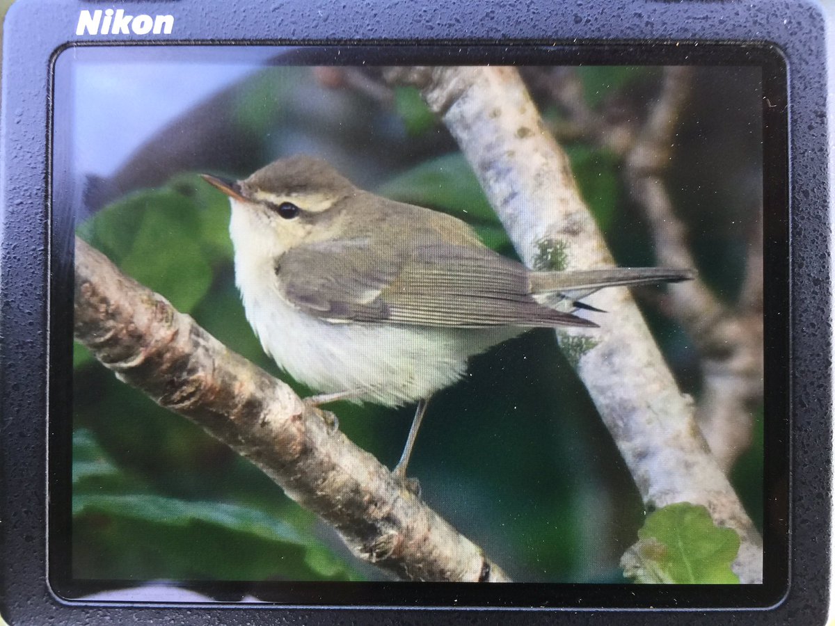 Ephraim_Perfect's tweet photo. Greenish Warbler has been singing it's little heart out all morning from the Plantation @bardseyobs the spring continues! #BOCShot https://t.co/M6WrryUgLq