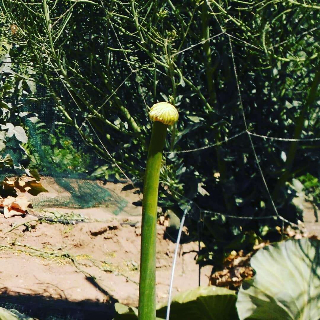 HortadelaLluna's tweet photo. Fases de floración de una cebolla ("allium cepa"), espectacular!!! Pronto sacaremos las semillas! #hortadelalluna #ecologia #ecology #ecologico #ecological #cebolla #onion #flor #flower #floracion #flowering #semillas #seeds #nuestrasemillanuestralibertad #ourseeds https://t.co/DwzqA9kuUB