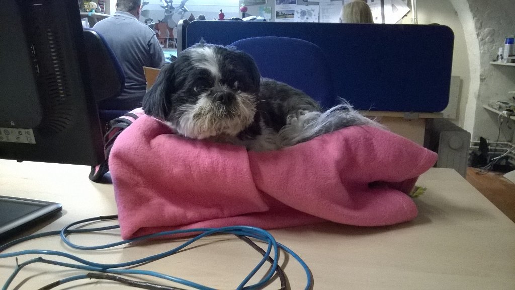 AmyForsterSmith's tweet photo. Got a little desk buddy in the office today π she doesn't look too sure though... #dogsofcroome #dogcelebration https://t.co/zLQDmIDJOH