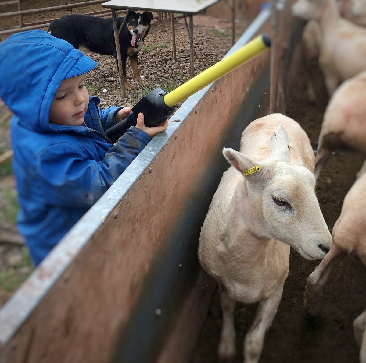 KayleighRees87's tweet photo. Keen farmer at 3 years old #benchmarking #farmapprentice #allflex #hoggs #sheep https://t.co/VA4WSDz7Oj
