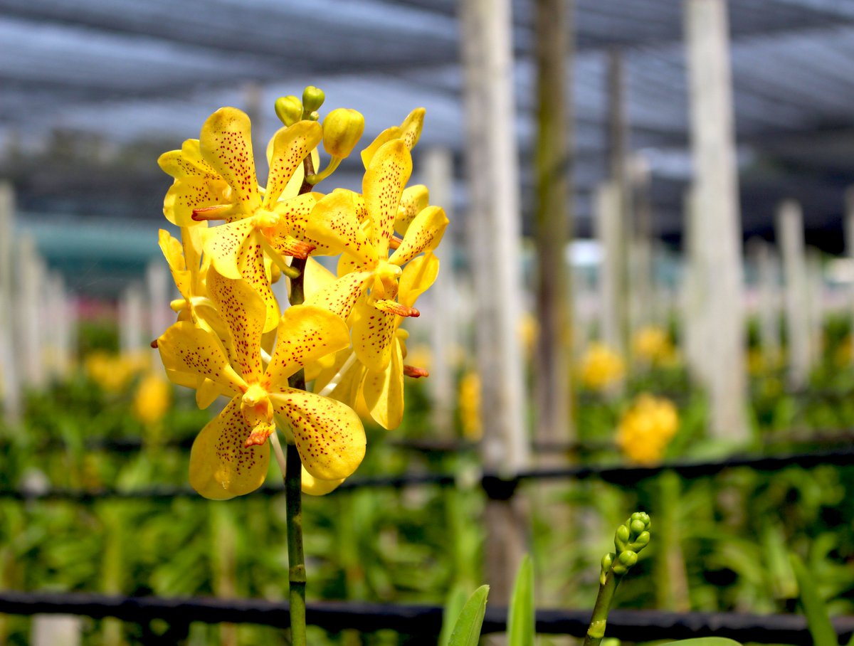 ThaiOrchidsExp's tweet photo. Roses are red,
Violets are blue,
But all things considered,
Orchids are great too!
More : https://t.co/4ldU0ejnEj ;)
#RosesareRedPoem #RemixAPoem #Orchidslovers #Flowerslovers #ThaiOrchidsExport #CutOrchids #Orchids #ImportThaiOrchids #ImportThailandOrchids #Freshcutorchids https://t.co/ieEx0wgL6d