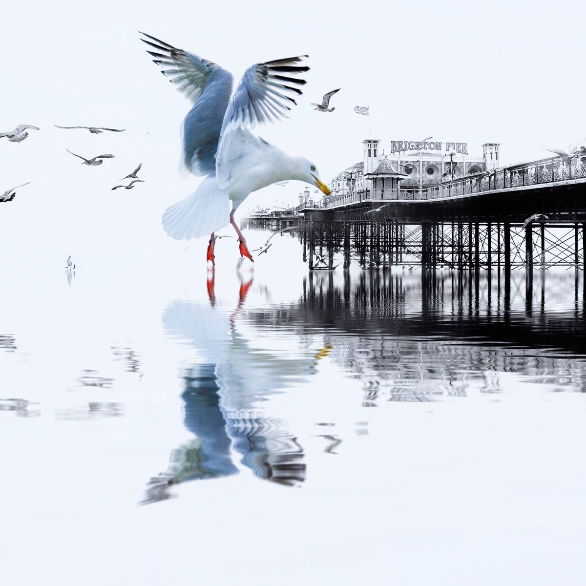 sollyleviphoto's tweet photo. #Brighton https://t.co/4ZnMzUisT2