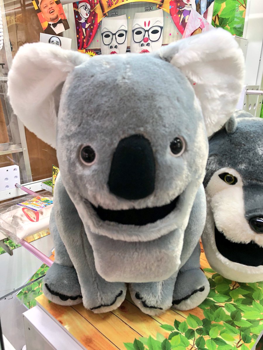 マンガ倉庫日向店アミューズ シャクレルプラネット コアラbigぬいぐるみ 入荷しましたー このシリーズの中で 1番好きです ᴥ シャクレルプラネット シャクレルコアラ コアラ ぬいぐるみ 動物 パンダの穴 しゃくれ 顎 ガチャガチャ