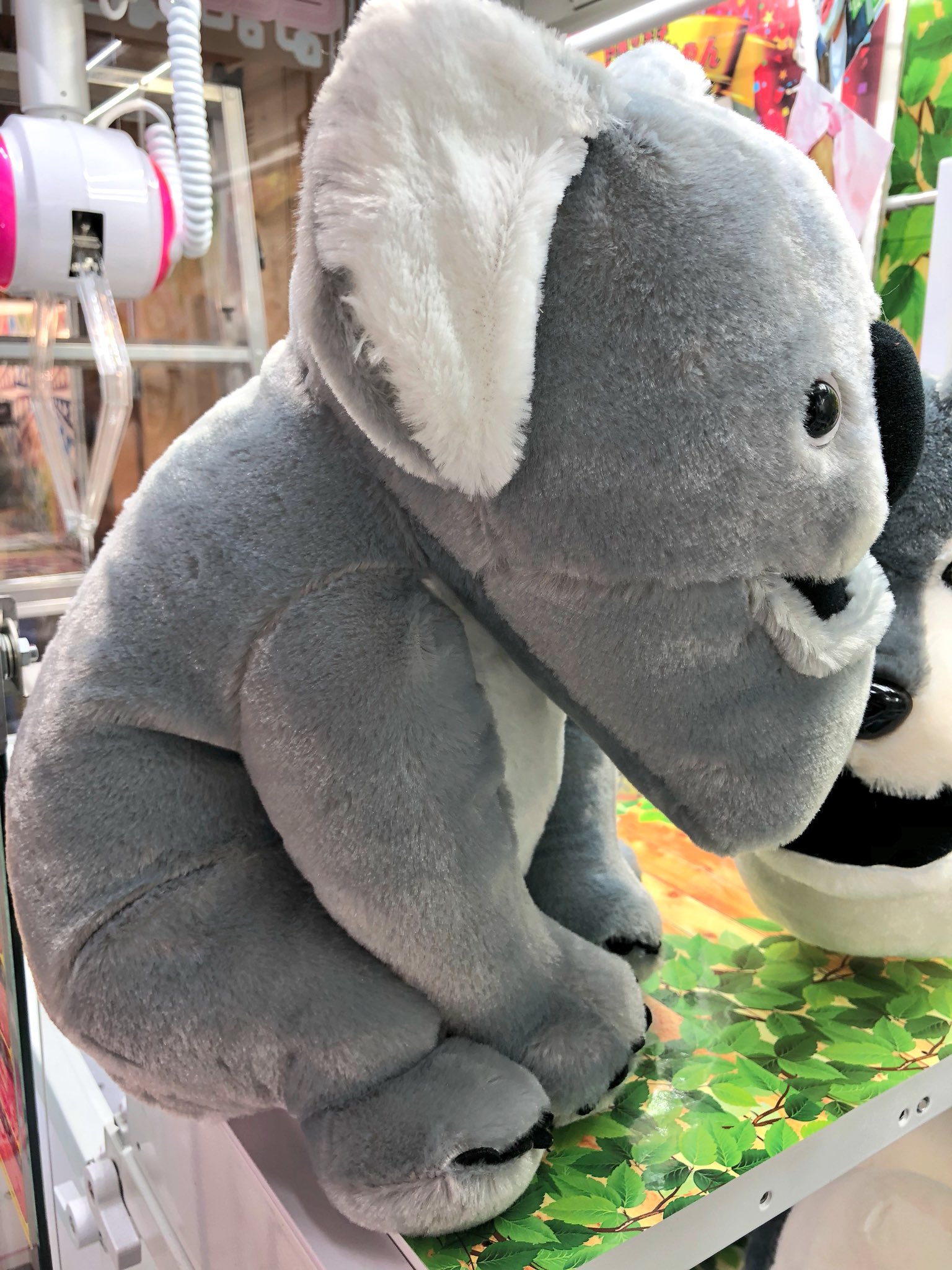 マンガ倉庫日向店アミューズ シャクレルプラネット コアラbigぬいぐるみ 入荷しましたー このシリーズの中で 1番好きです ᴥ シャクレルプラネット シャクレルコアラ コアラ ぬいぐるみ 動物 パンダの穴 しゃくれ 顎 ガチャガチャ