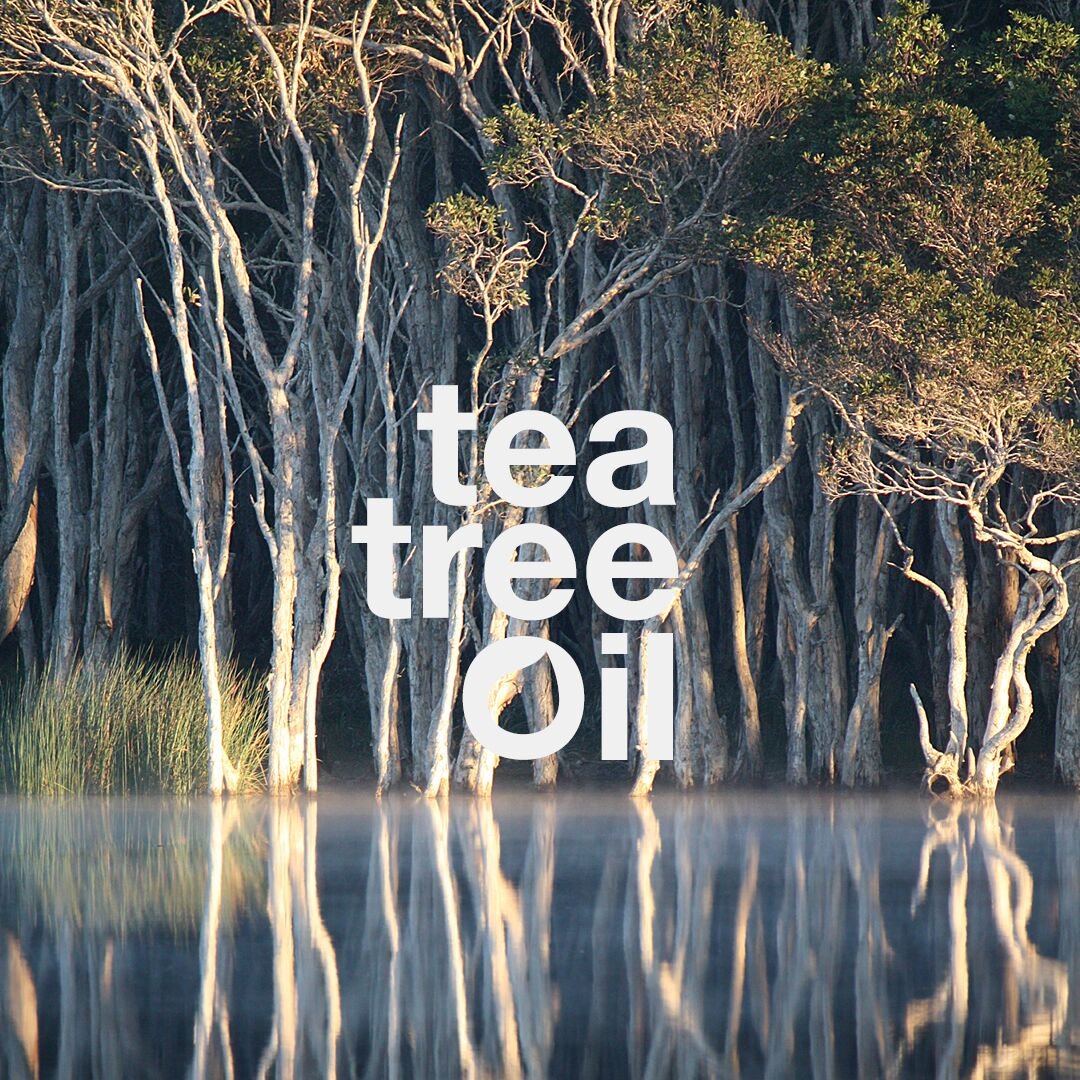 AustralianBody's tweet image. #WisdomWednesday The secret behind smooth skin is found in the beautiful, exotic flora of Australia &amp;amp; has been known to the aboriginals through generations. The Answer? Tea Tree Oil 🌱 Nature’s secret weapon 💚 #TeaTreeOil #healingground #skincare #loveyourskin #beauty