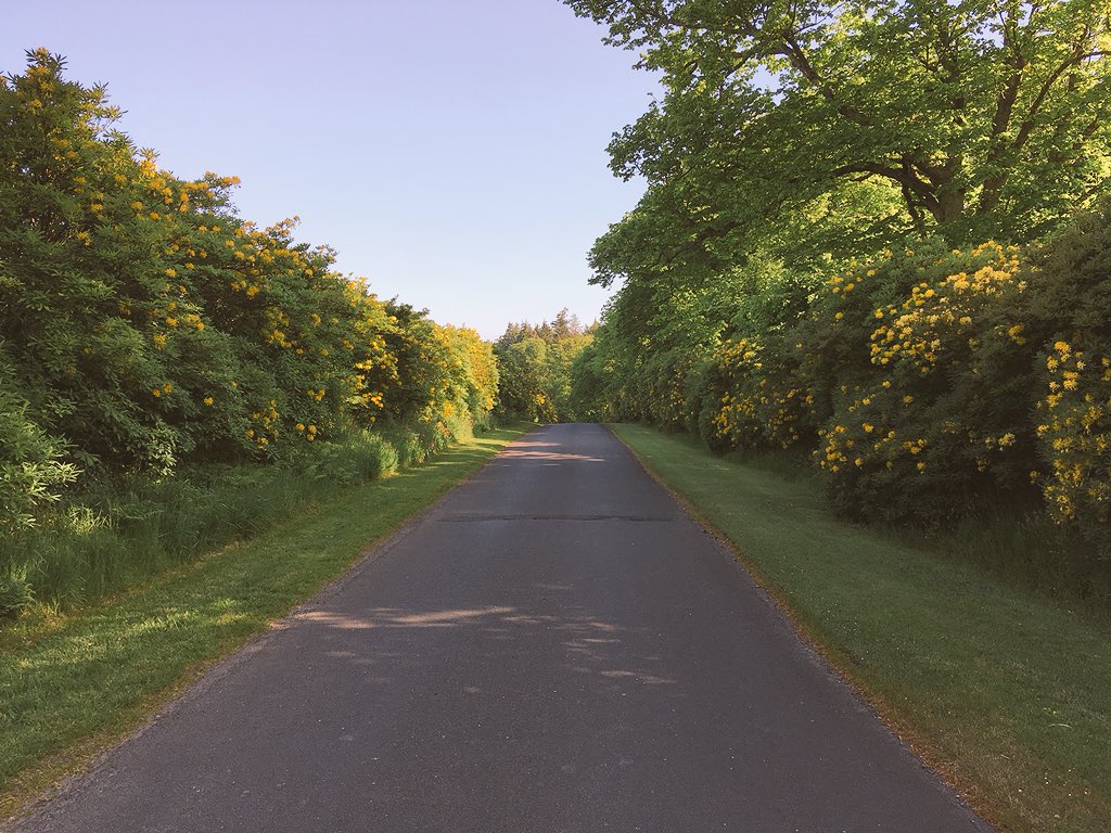 HortusRocks's tweet photo. If only the city streets smelt as good as this - an avenue of Rhododendron Luteum at Mount Stuart, Isle of Bute. @MS_gardens @scottishgdns @GardenScot https://t.co/VMdJFXwjKW