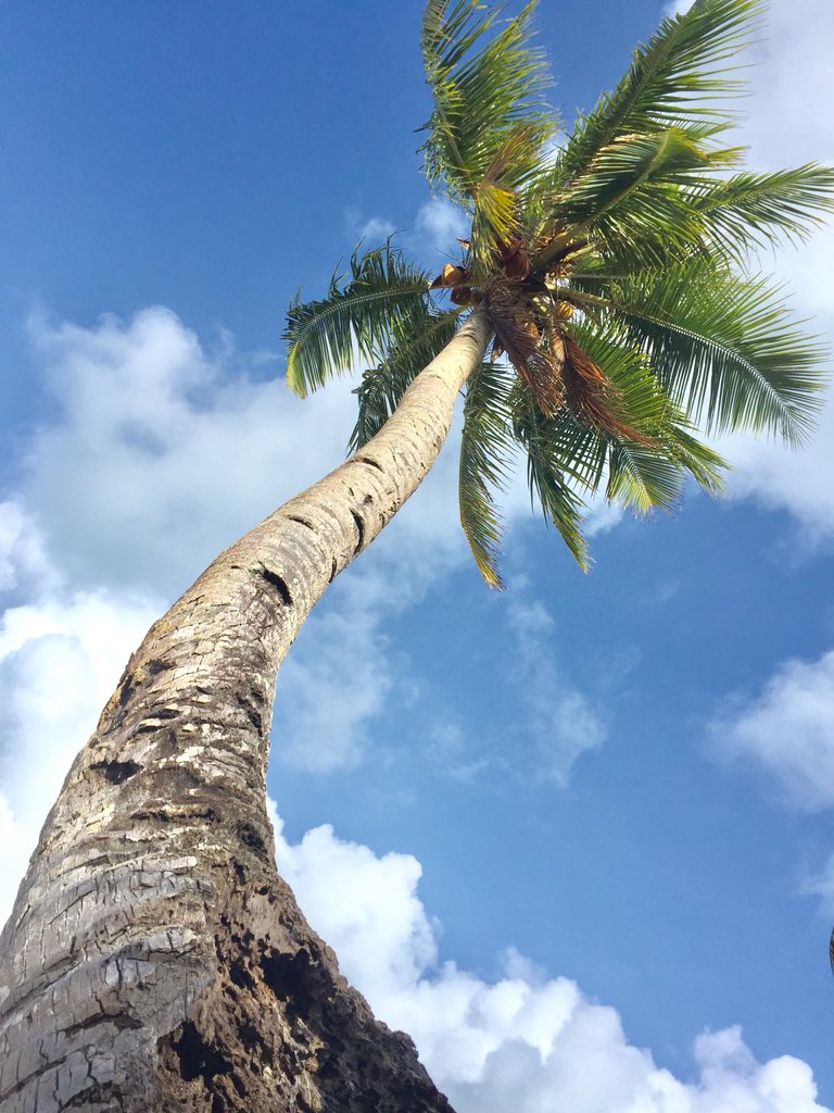 ahllieyoubetcha's tweet photo. Stay beachin’ it 🌴🍃🌊
#Yap2018 #ChoolMaap https://t.co/xAVjlQYKRv