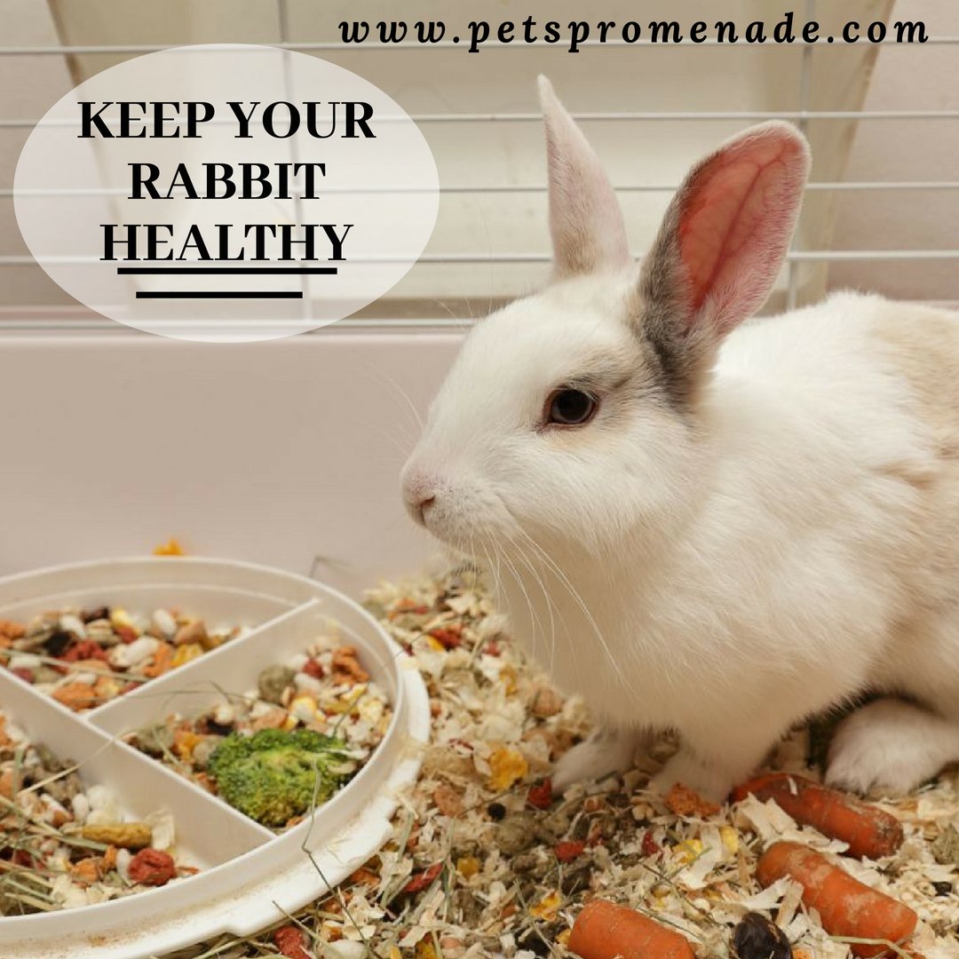 pets_promenade's tweet photo. There are a few steps you can take to ensure your #rabbit stays #Healthy and #happy

https://t.co/r2wqAgqrsA Indoor Housing. 
2Proof Your House.
3.Set Up a Litter Box.
4.Rabbit #Diet 

Read more at>>https://t.co/3l6gfMQozP  

#smallpet #rabbitcare #bunnylove #pets #petcare https://t.co/HjotwTSLX6