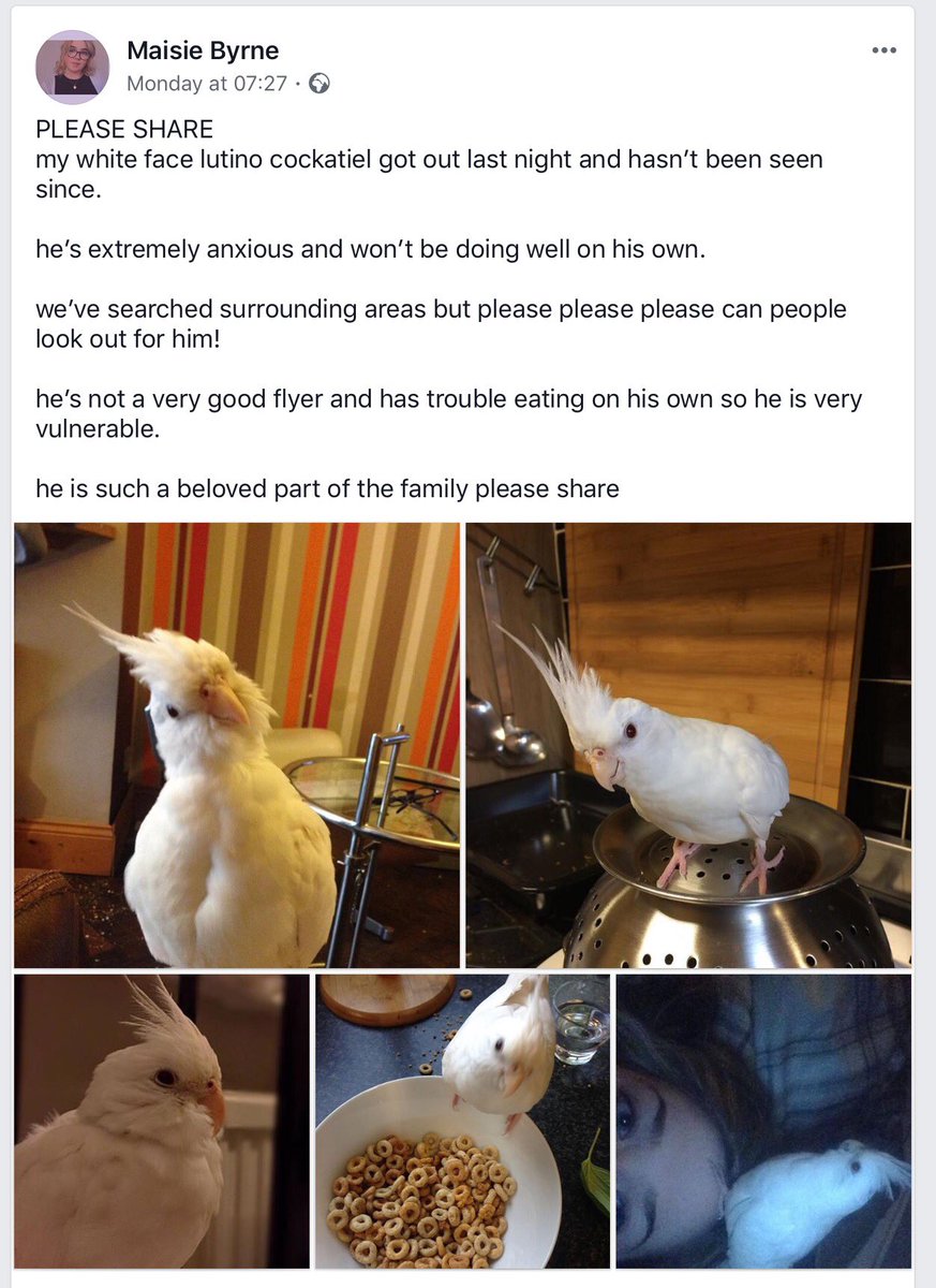 Rachlord's tweet photo. ‼️MISSING BIRD‼️ Cockatiel lost in #Burbage Please RT #FindHugo @LostboxUK @HelpFindThem14 https://t.co/y351nJOmY1