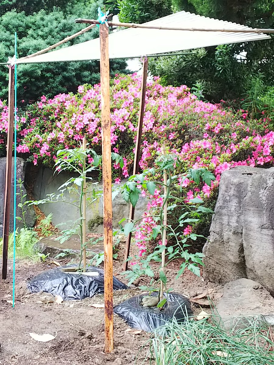 信州発 家庭菜園 Natural Life On Twitter 雨の1日 ミニトマト の 雨よけ 早速役立ってます 葉が全く濡れてない ピンキー キラーズ 長野 家庭菜園