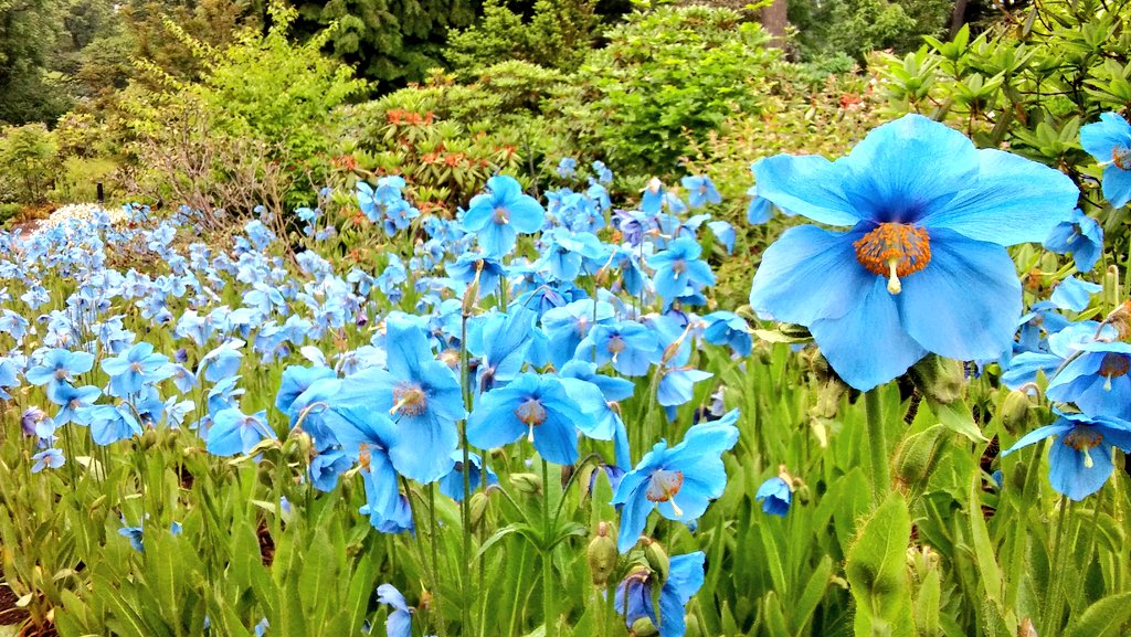 alan_elliott's tweet photo. The sea of #Meconopsis Slieve Donard in the woodland @TheBotanics this year is utterly astonishing. https://t.co/S8phalwe9K