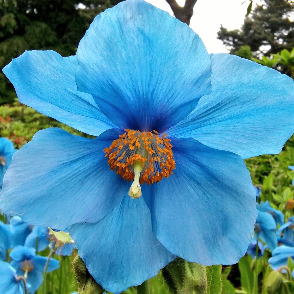 alan_elliott's tweet photo. The sea of #Meconopsis Slieve Donard in the woodland @TheBotanics this year is utterly astonishing. https://t.co/S8phalwe9K