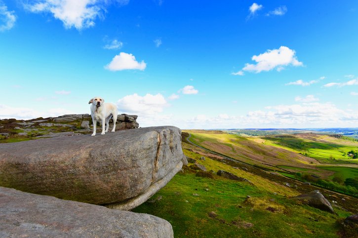With 15 National Parks, 16 National trails an 46 AONBs plus much more in the UK your never short of a good walk with your four-legged friend!
Enjoy a pet friendly break to one of 6.000 pets stay free cottages - goo.gl/L2f1jE