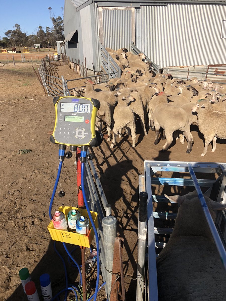 JaidenNottle's tweet photo. Not a bad size lamb🤑🤑 https://t.co/0xWJRxKCYk