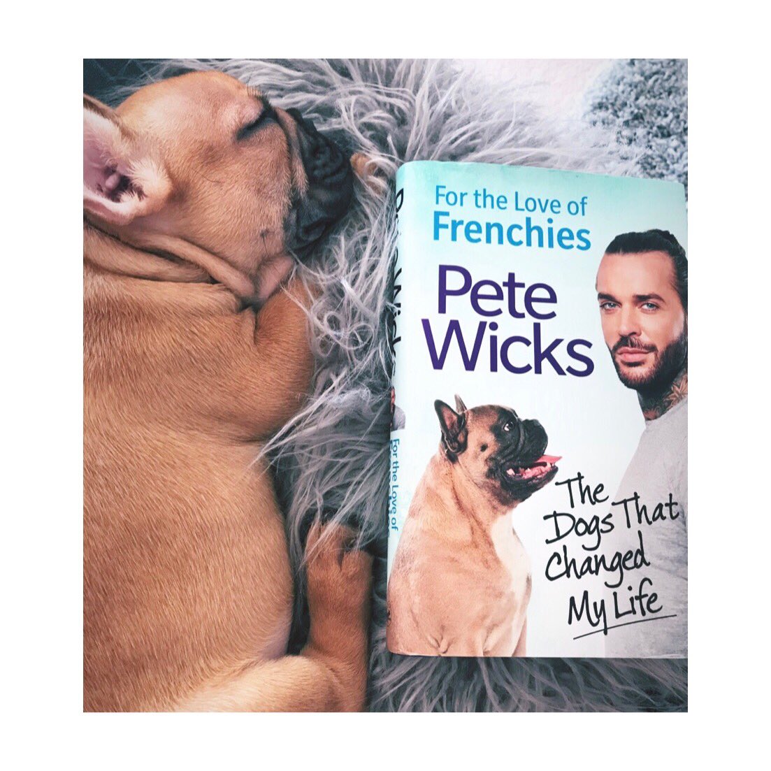 chelsphillips_x's tweet photo. little bit of reading before our morning nap 💤📚💙 #fortheloveofFrenchies @P_Wicks01 https://t.co/NDvTKG3oVb