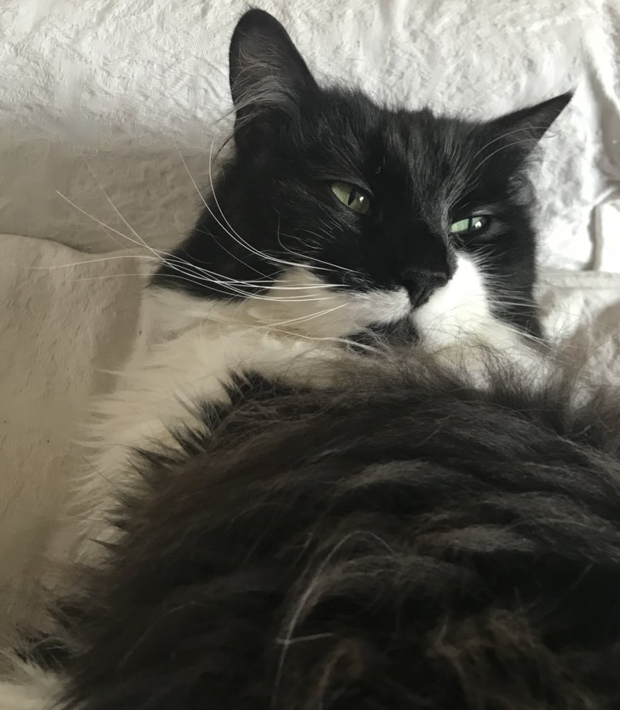 Molly tweet media