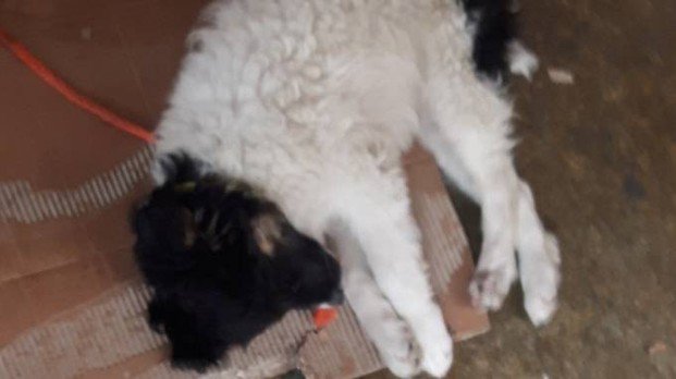 OIPAItalia's tweet photo. #Guardiezoofile dell'#oipa di #bologna #sequestrano ad un mendicante una cagnolina di tre mesi, sdraiata su un pezzo di cartone utilizzata per attirare l’attenzione e la pietà dei passanti.
https://t.co/XwUxAw80OK https://t.co/TxbwGNkZEq