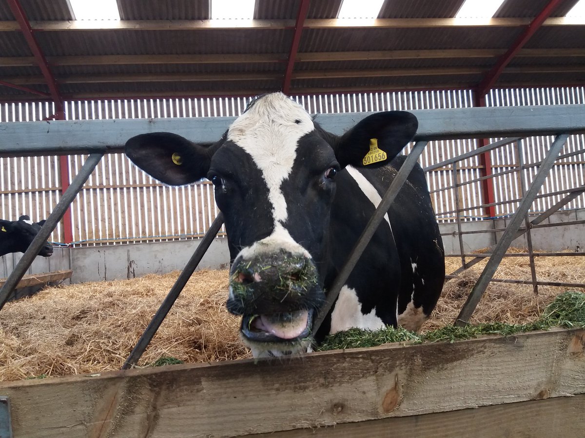 This Friday is #worldmilkday! Join us and #raiseaglass to celebrate all the wonderful, nutritious and delicious facts about milk. With 98% of consumers in the UK drinking milk it really is the nation's favourite! #proudofdairy