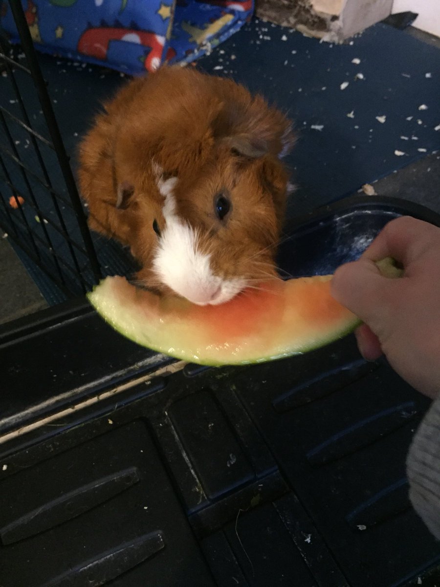 Badger has realised he likes watermelon 🍉 #likesitalot #watermelonwednesday #hungrygingerpig #badgertheguineapig