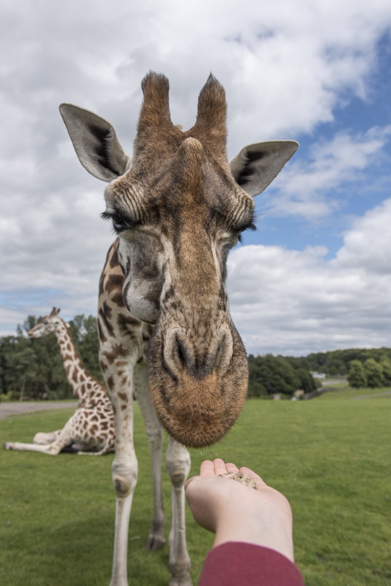 Faida is our oldest female giraffe and is very wrinkly in the face. She's a very shy character but she won’t hold back if it’s food related. Faida joined us from Hannover Zoo! 😀

#GiraffeWeek 🦒