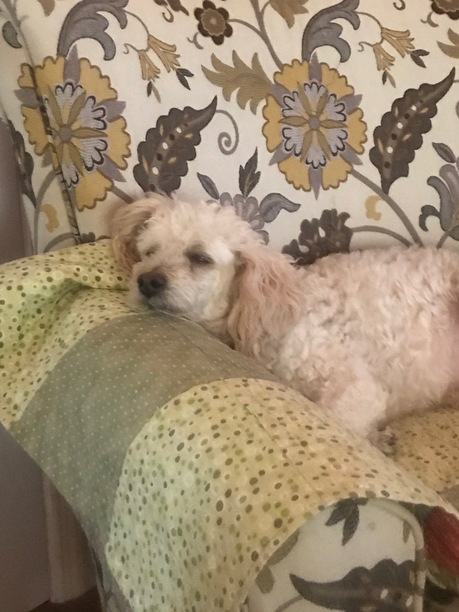 ectchome's tweet image. My Carly.