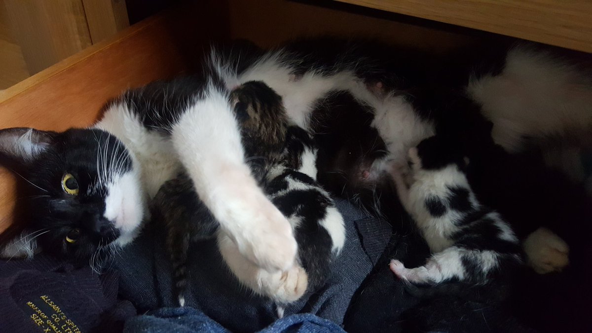 So... I JUST FOUND A CAT THAT IS NOT MINE AND IT HAS HAD BABIES UNDER MY BED.