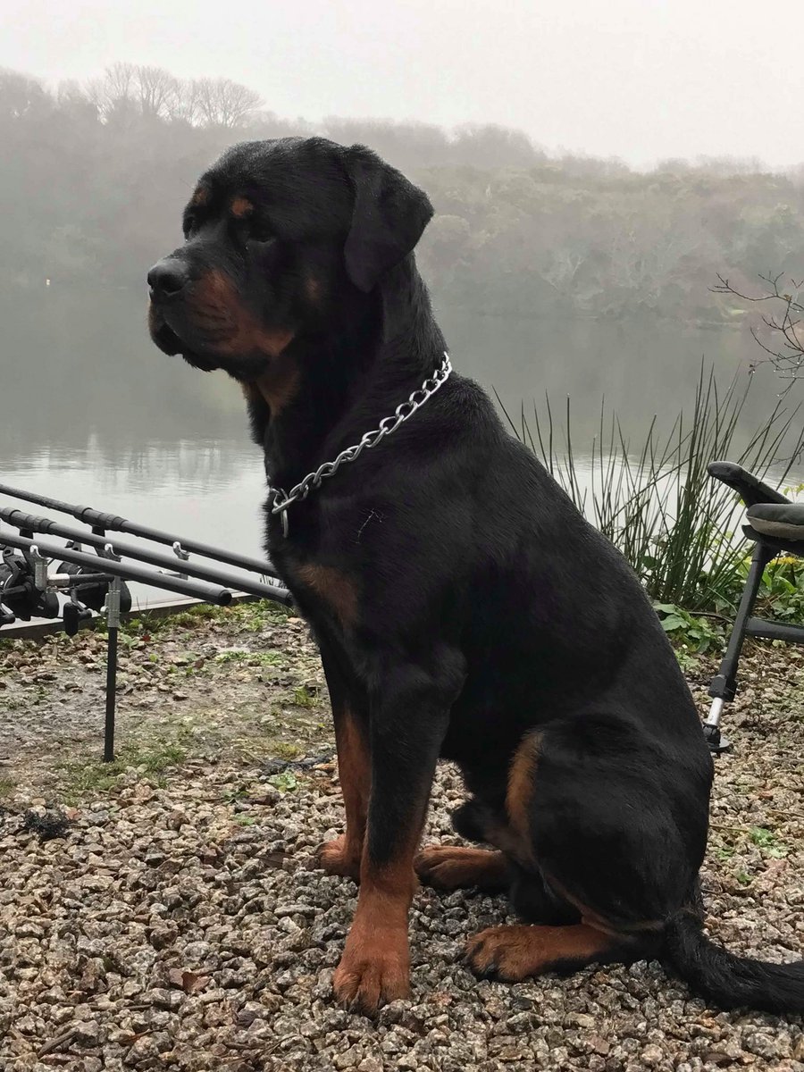 Fezza20's tweet photo. @JodieMarsh I’m so glad she is on the mend I could be without my boy https://t.co/03V2ej06Vp