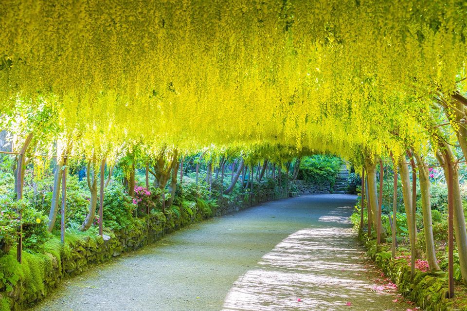 The much-awaited Laburnum Arch is now flowering at @BodnantGardenNT 🌼This 140-year-old pergola walkway of golden flowers blooms for around three weeks in late May and early June. At 55 metres, it is the oldest and longest Laburnum Arch in the UK> bit.ly/2JaDEur