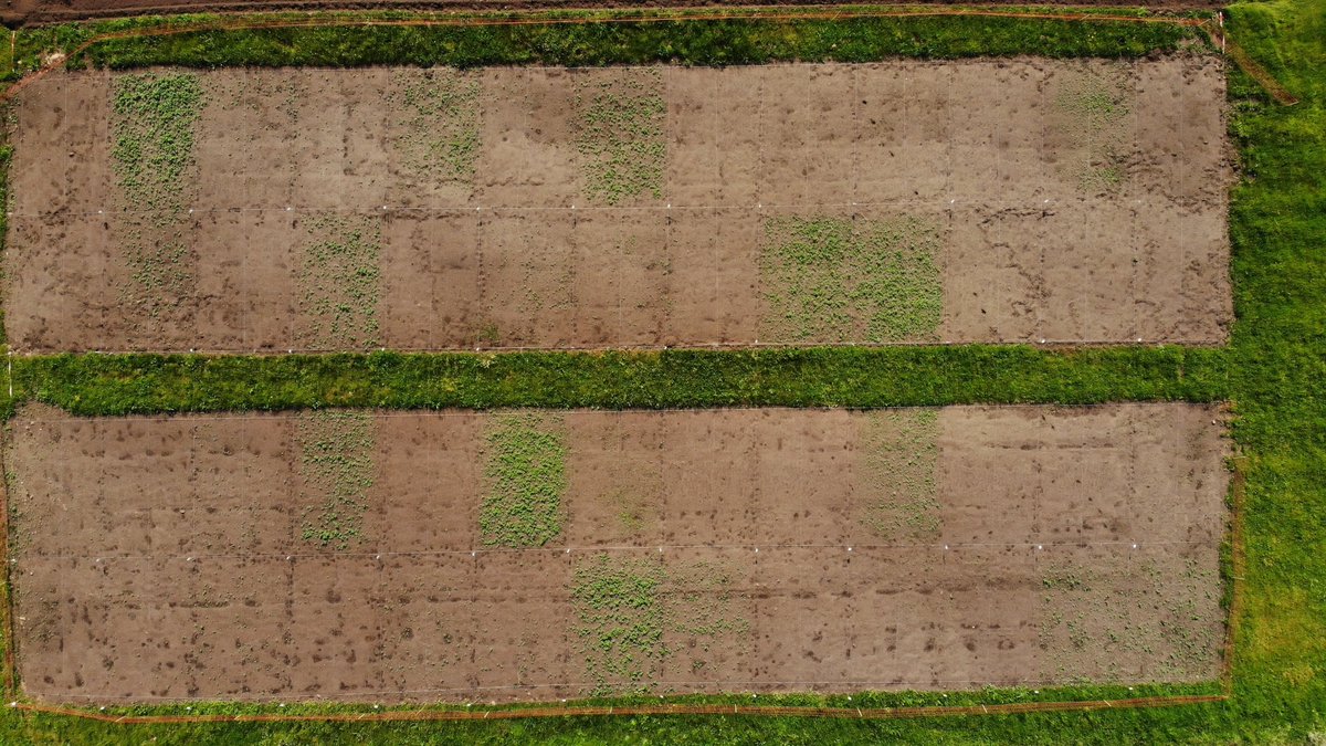 Te zien tijdens <a href="/Meet_en_Green/">Meet&Green</a> Venlo: herbicidenproef. Om de effectiviteit van diverse herbiciden te demonstreren is deze proef 3 weken geleden al ingezet. De eerste resultaten zijn langzaam zichtbaar aan het worden. <a href="/Agrocultuur/">Vitelia Agrocultuur</a> @CultusAdvies