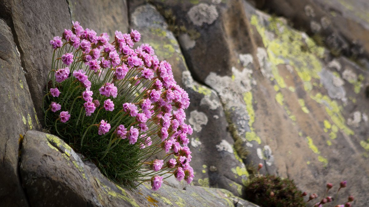 MCBotany's tweet photo. #FavouritePlantChallenge
One of my favourite plants is #Armeria maritima (#Plumbaginaceae) 
because it literally grows ON a rock and a hard place!
What is yours and why? @plantteaching @KleineVehnLab @ReskiLab https://t.co/eKM8Un5MYx
