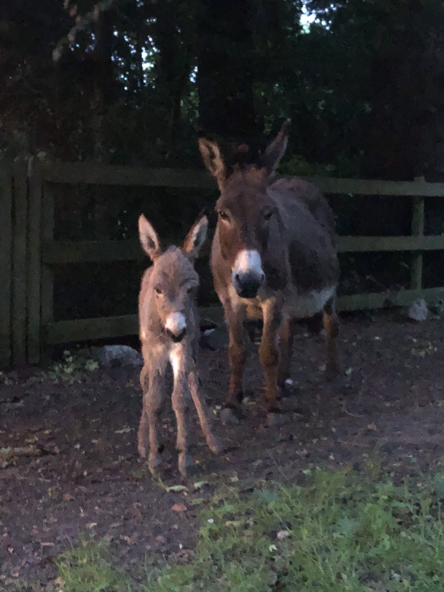 DaisybankCtgBnB's tweet photo. #foal born outside #Daisybank last night #donkey #newforest #nature @NatureUK @BrockenhurstUK @LymoTweetUp @WIREHANTS @NewForestMarque @NewForestNPA @Travel__PR https://t.co/GVkrU3cwYg