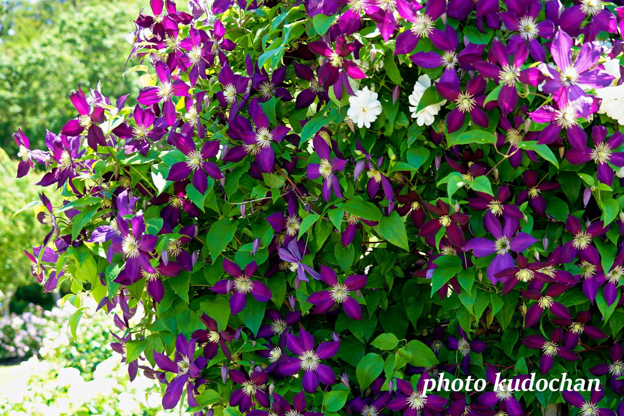 Kudochan クレマチス ミケリテ 光を浴びると鮮やかな色に まるで別の花のようでした クレマチス 花が好き 写真が好き
