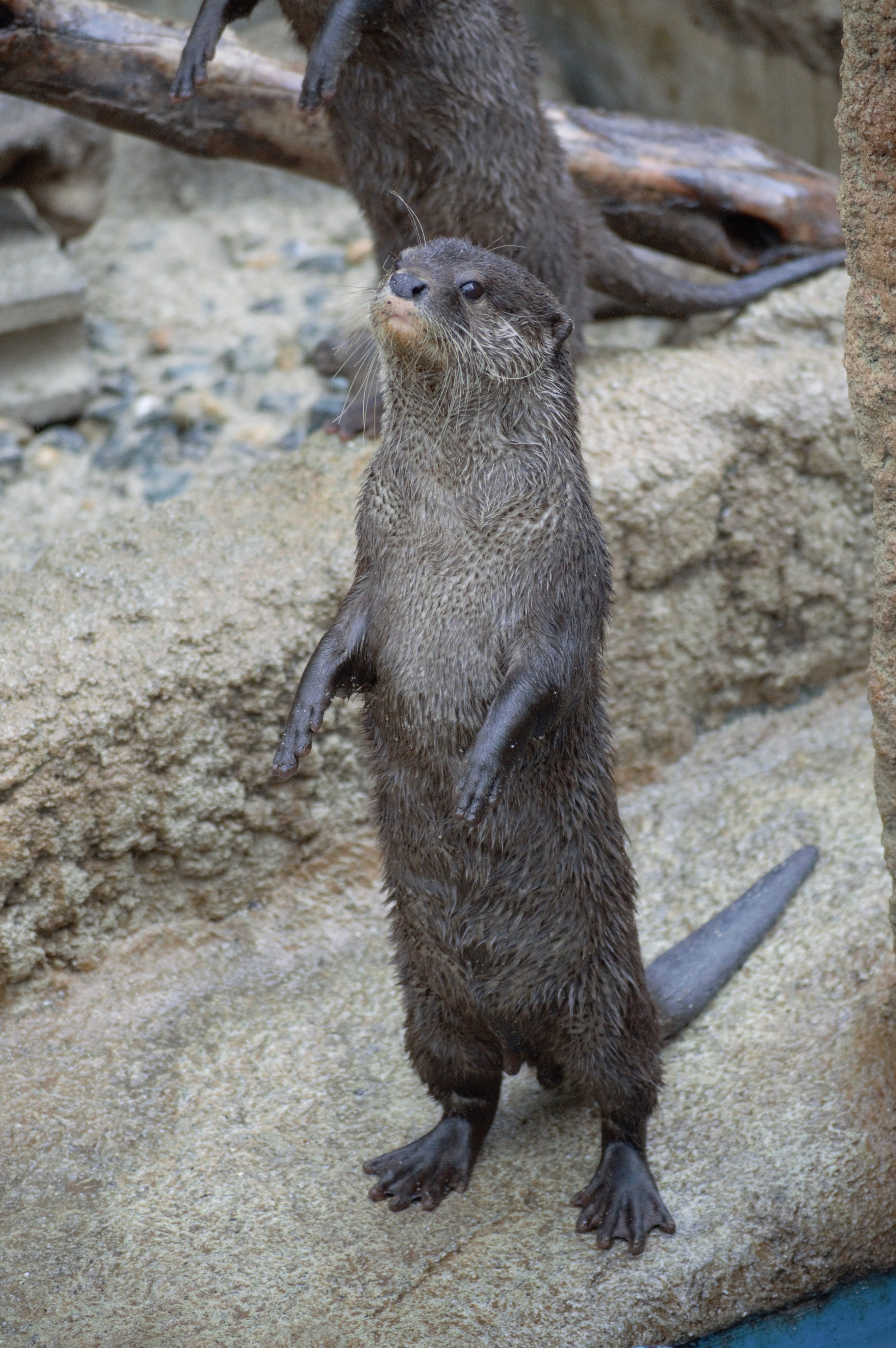 コツメカワウソ | 生きもの図鑑 | 生きものを知る | 海遊館